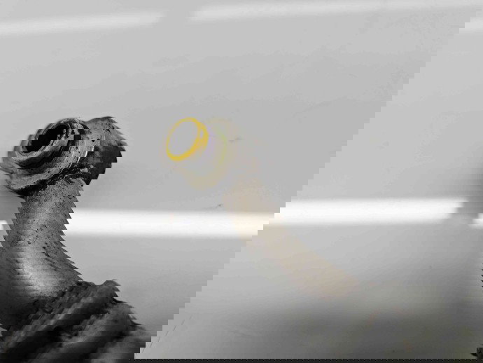 Conducta AC Audi A4 (8K5, B8) Avant [Fabr 2008-2015] 8K0260701 2.0 TDI CAGA 105KW / 143CP