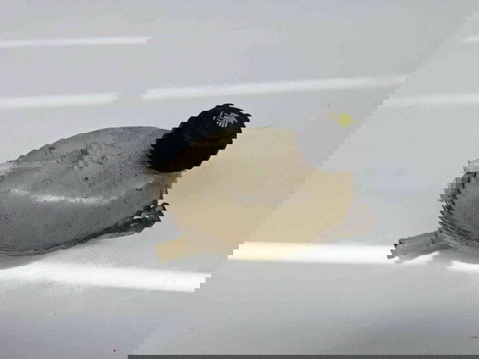 Vas expansiune Renault Clio 4 (B98) Hatchback [Fabr 2012-2020]