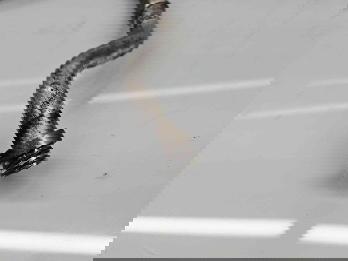 Conducta AC  Nissan Juke [Fabr 2010-prezent] 92480BR30B 1.5 DCI K9K430 81KW / 110CP