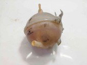 Vas expansiune OEM Volkswagen Passat B6 1.9 BXE 2005-2010