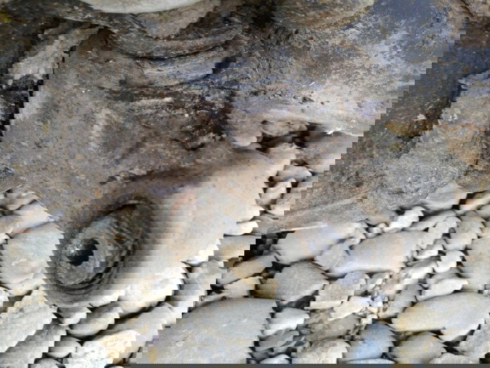 Tampon Ford Focus 1 Coupe 1.8 Diesel OEM 1999-2005