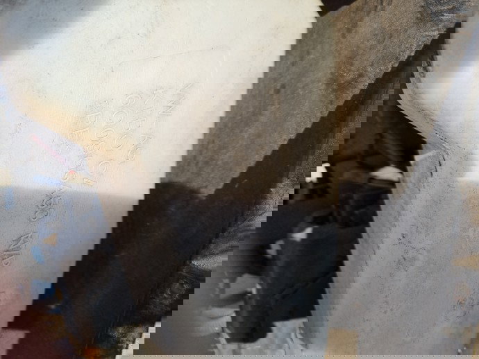  Vas lichid parbriz Skoda Fabia 1 (6Y2) [Fabr 1999-2008] 6Q0955453