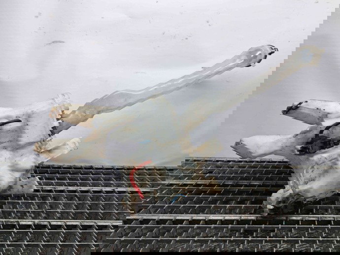  Vas lichid parbriz Toyota Rav 4 II (CLA2, XA2, ZCA2, ACA2) [Fabr 2000-2006] 060851-139