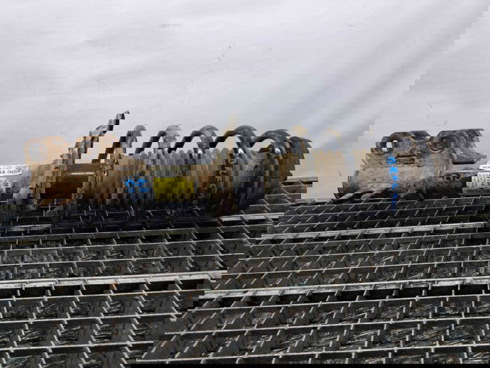 Amortizor dreapta fata Opel Mokka [Fabr 2012-2019] 95137358 1.7 CDTI A17DTS  