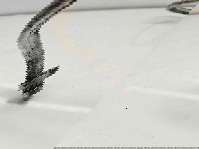 Conducta AC Renault Captur (J87) [Fabr 2013-2017] 924907813 1.5 dCi K9K608 66KW / 90CP