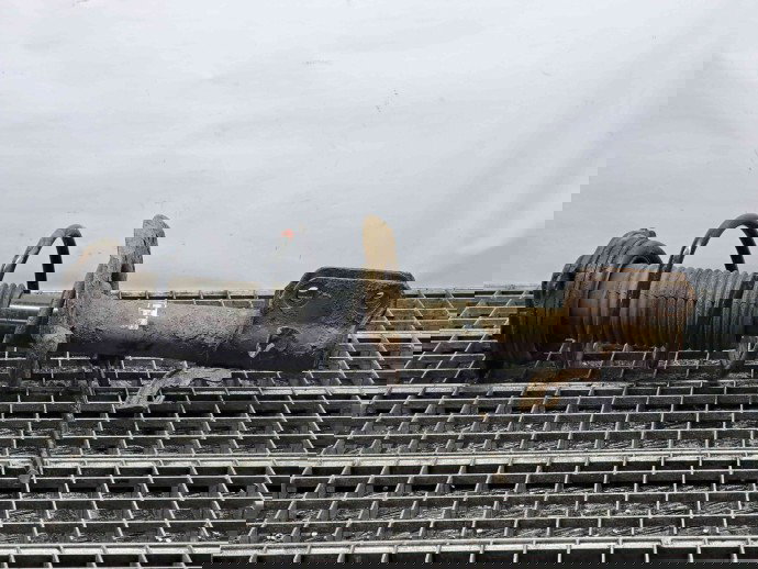 Amortizor stanga fata Nissan Juke [Fabr 2010-2014] Hatchback OEM 1.6 B HR16DE 1.6 B HR16DE 77KW / 105CP