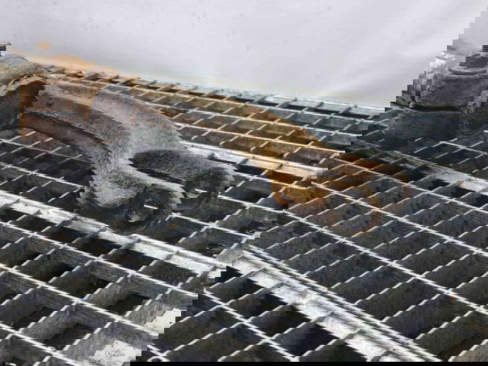 Amortizor stanga fata Audi Q5 (8RB) [Fabr 2008-2016] 8R0031F 2.0 TDI CAHA 2.0 TDI CAHA 125KW / 170CP