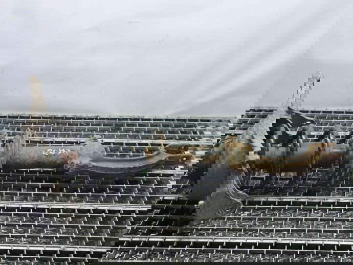 Amortizor stanga fata Audi Q5 (8RB) [Fabr 2008-2016] 8R0031F 2.0 TDI CAHA 2.0 TDI CAHA 125KW / 170CP