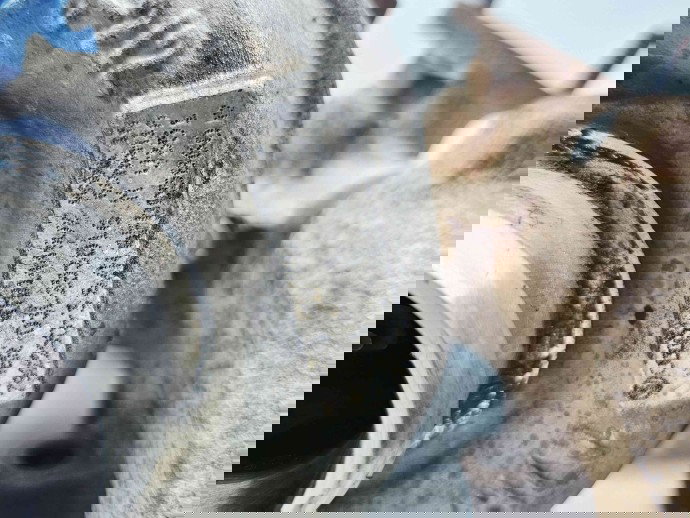 Turbina  Volkswagen Golf 6 (5K1) [Fabr 2009-2013] 03L253016 2.0 TDI CAAA 62KW  / 85CP