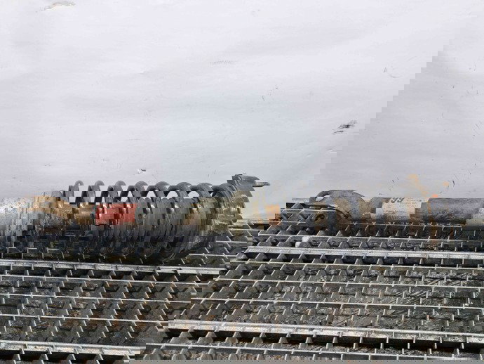 Amortizor dreapta fata Mercedes Clasa E (W211) [Fabr 2002-2009] A2113209913 3.0 CDI 642920  