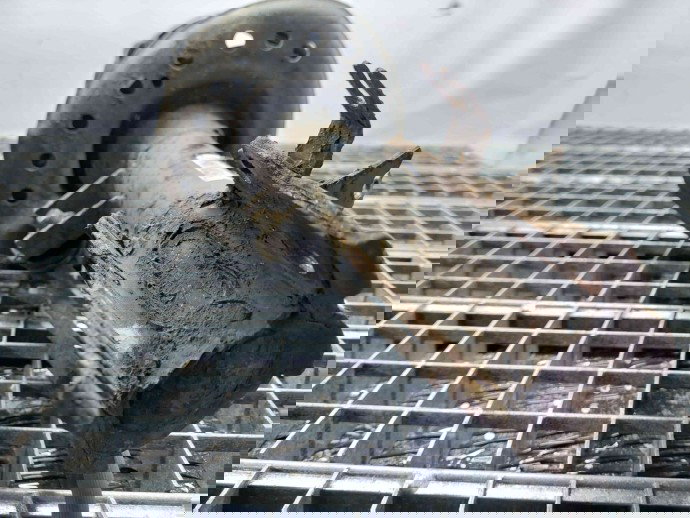 Amortizor dreapta fata Nissan Qashqai Facelift (2) [Fabr 2009-2013] 54302-BR00B 1.5 DCI K9K  