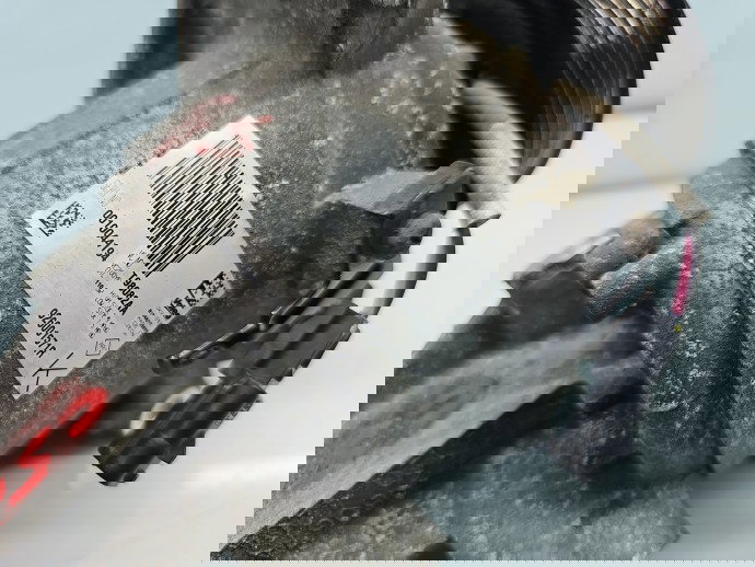 Compresor clima Dacia Logan II MCV BK (K52) [Fabr 2013-2022] Facelift 926001571R 1.5 dCi K9KU87 70KW / 95CP