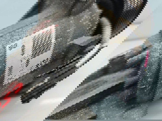 Compresor clima Dacia Logan II MCV BK (K52) [Fabr 2013-2022] Facelift 926001571R 1.5 dCi K9KU87 70KW / 95CP