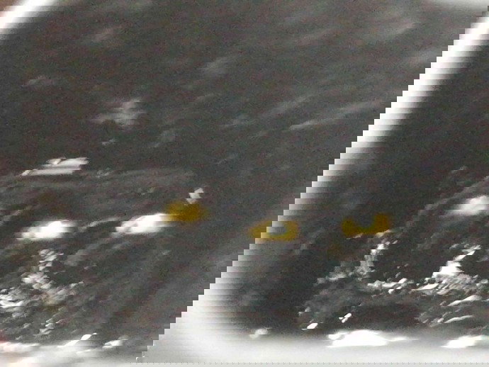 Rampa injectoare OEM Ford Focus 2 (DA) [Fabr 2004-2012] 1.6 GBDB