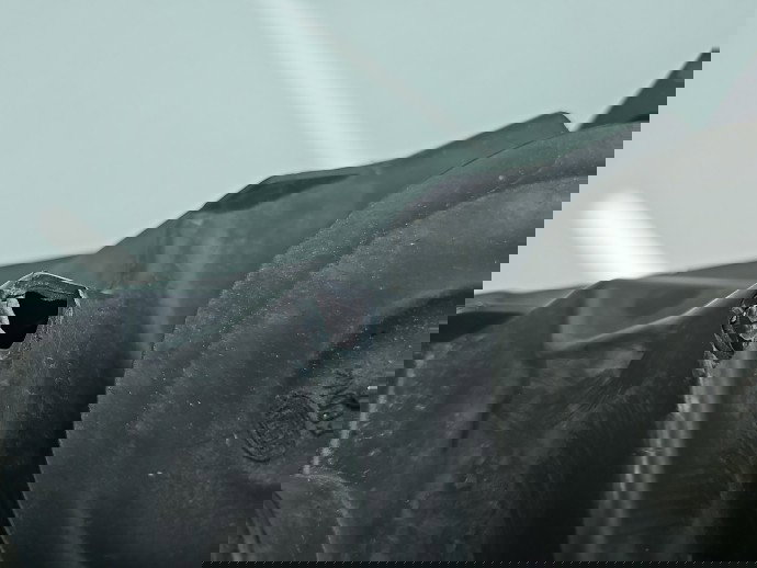 Far dreapta AUDI A6 (4G2, C7) S-line [Fabr 2012-2017] 1LL011150-38