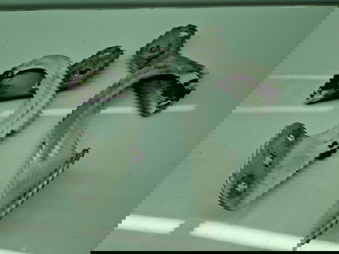 Set balamale capota Ford Focus 3 [Fabr 2010-2018] OEM