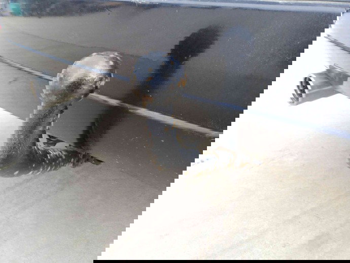 Carlig remorcare OEM Ford Focus 1 [Fabr 1998-2005] 