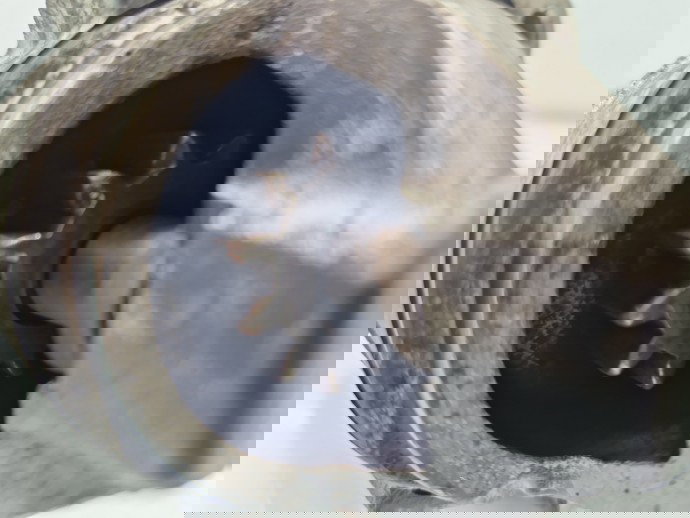 Electromotor PEUGEOT 308 (II) [Fabr 2013-2020] 9801667580 1.6 HDi 9HP 68KW / 92CP