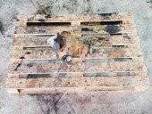 Grup diferential spate Bmw 3 (E46) [Fabr 1998-2005] 7533147 2.0 N42 105KW / 143CP  