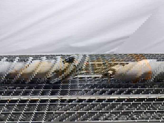 Amortizor dreapta spate SUBARU Outback IV (BM, BR) [Fabr 2009-2014]  20365AJ061BE 2.0 110KW / 150CP  