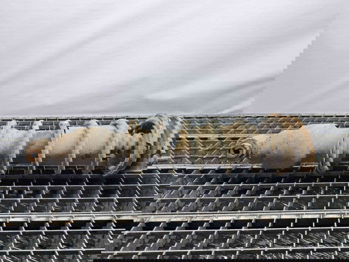 Amortizor stanga spate SUBARU Outback IV (BM, BR) [Fabr 2009-2014]  20365AJ061BE 2.0 110KW / 150CP 2.0 110KW / 150CP