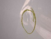 Capota Bmw 1 (E81, E87) [Fabr 2004-2010] 354 Titansilber Metl