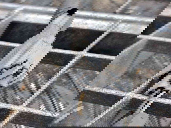 Fuzeta fata dreapta Nissan Qashqai Facelift (2) [Fabr 2009-2013] OEM 1.5 DCI K9K  