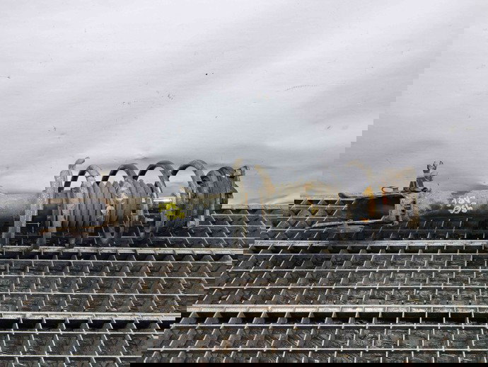 Amortizor dreapta fata Mercedes Clasa A (W169) [Fabr 2004-2012] A1693200130 2.0 CDI 640942 2.0 CDI 640942 60KW / 82CP